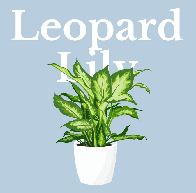Leopard Lily Plant Care Guide for Beginners