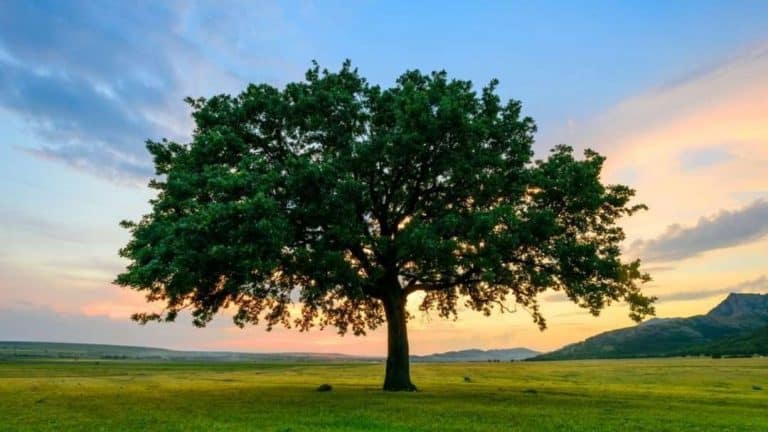 فقرة حكمة ليوم الشجرة العالمي