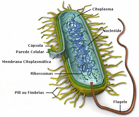 ورقة عمل البكتيريا 
