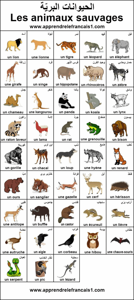أسماء الحيوانات بالصور