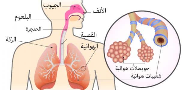 مقدمة وخاتمة عن الجهاز التنفسي