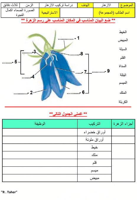 ورقــة عمل النباتات الزهرية 3