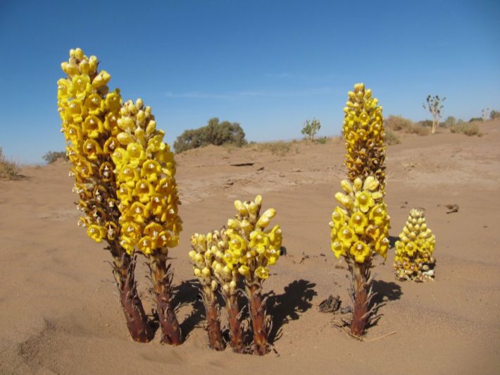 اسماء النباتات الصحراوية في السعودية