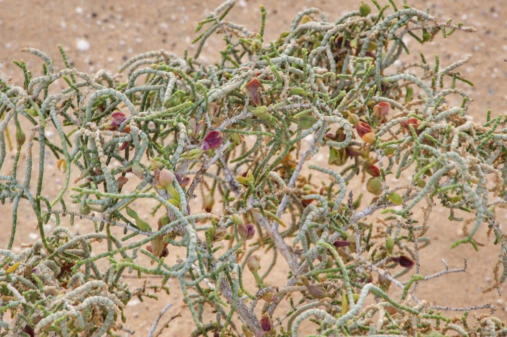 اسماء النباتات الصحراوية في الكويت