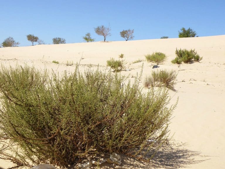 اسماء النباتات الصحراوية في السعودية