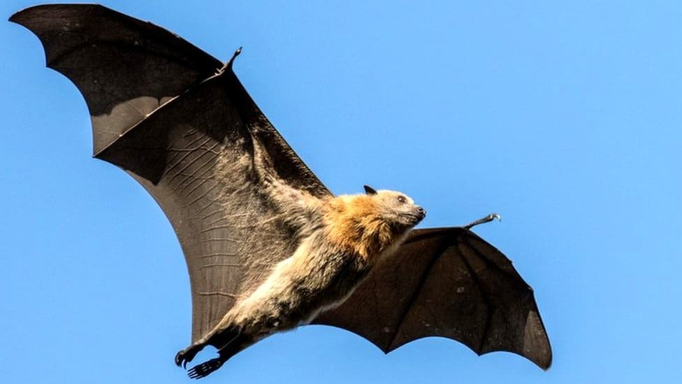 بحث علمي عن الخفافيش