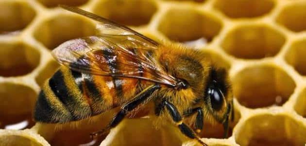 موضوع عن النحل