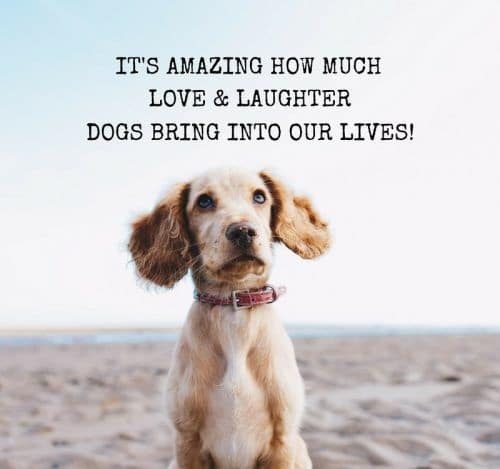  quotes about dogs love