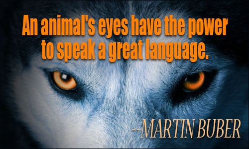 quotes about animals