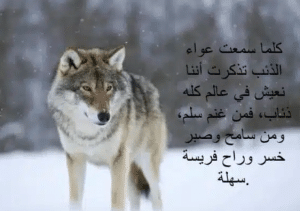 اقوال وحكم عن الذئب